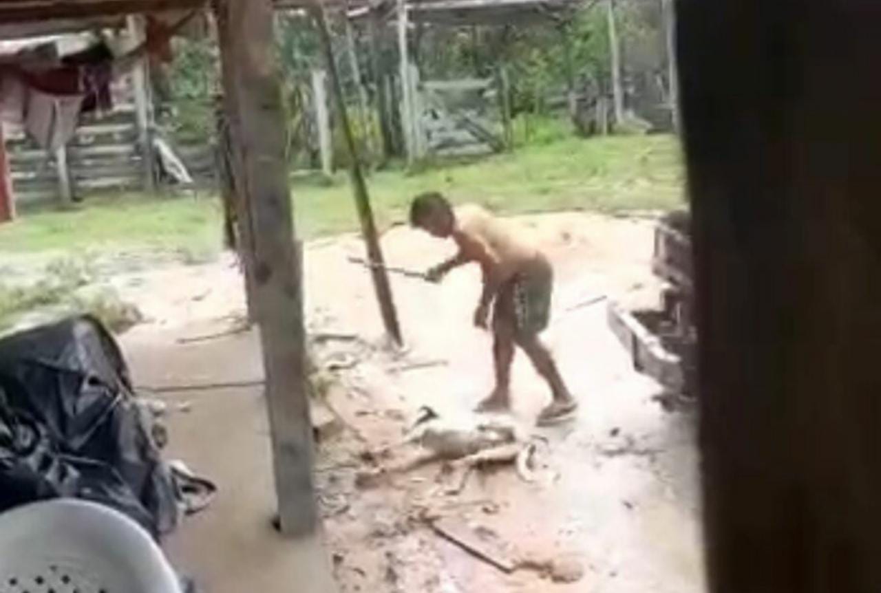 Quem localizar homem que matou cachorro a pauladas no Pará vai receber R$ 25 mil