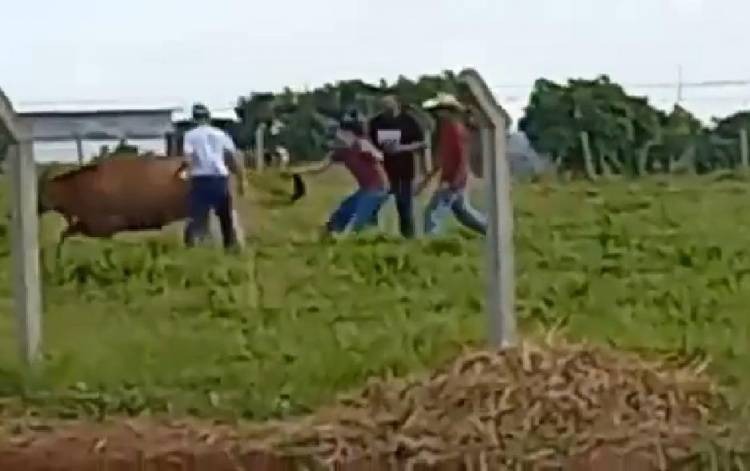 VÍDEO: Estudantes de veterinária perseguem e maltratam vaca dentro de universidade