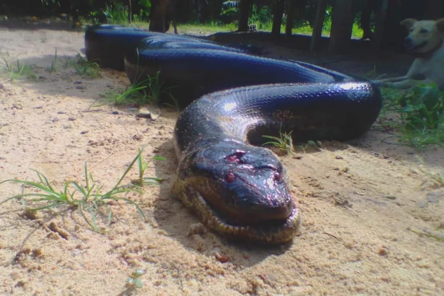 Sucuri gigante ataca cachorro e é morta por moradores no Pará