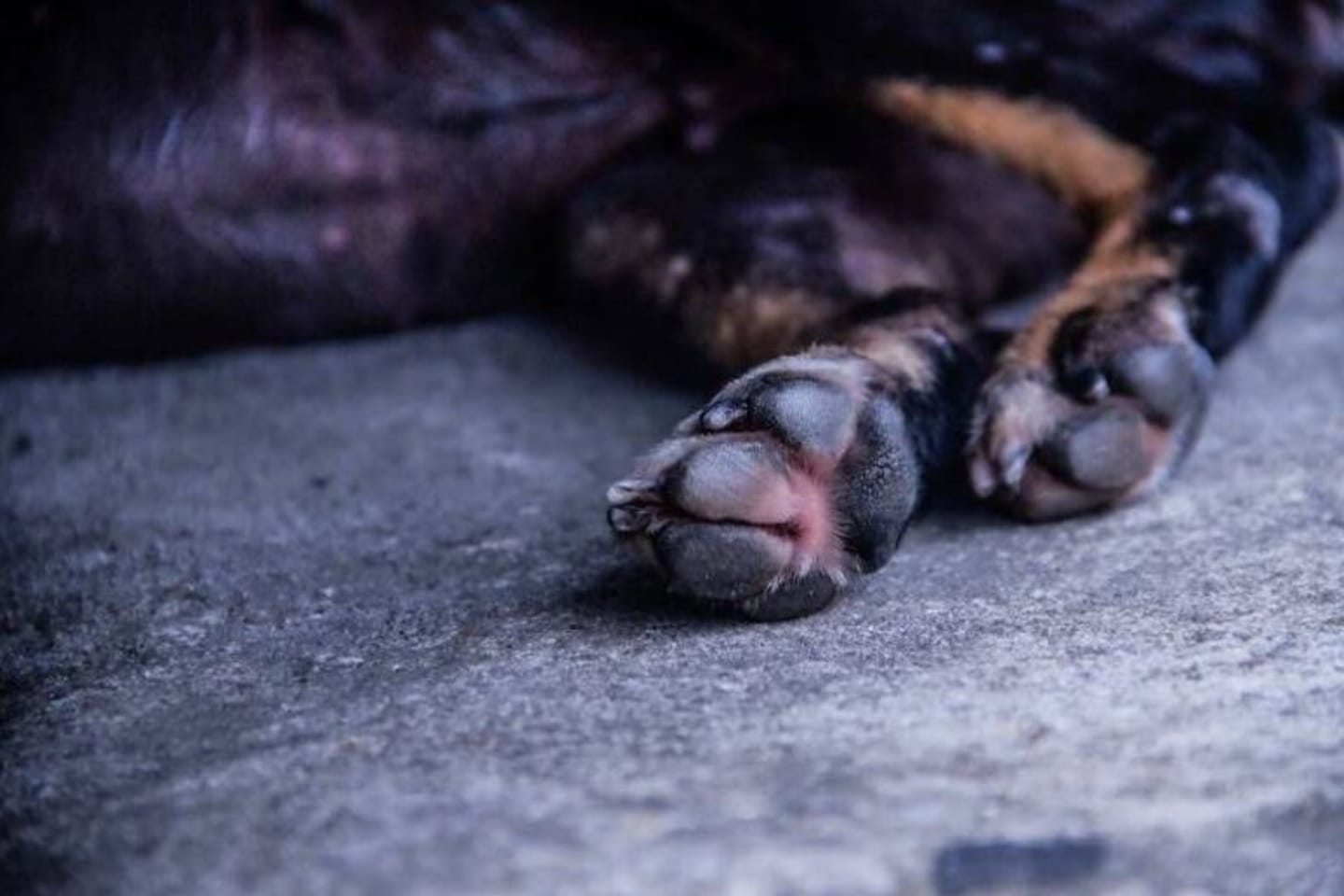 Suspeito de matar cachorro com golpe de facão é preso no nordeste do Pará