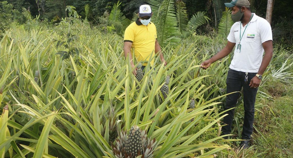 Prefeitura de Marabá oferece apoio para alavancar a produção rural