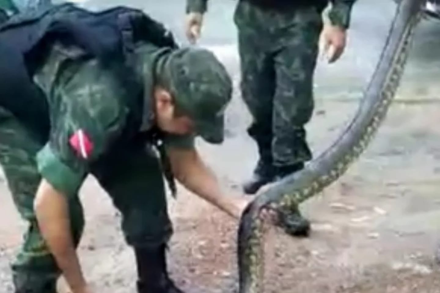 Sucuri é resgatada pela Polícia Militar Ambiental no Pará