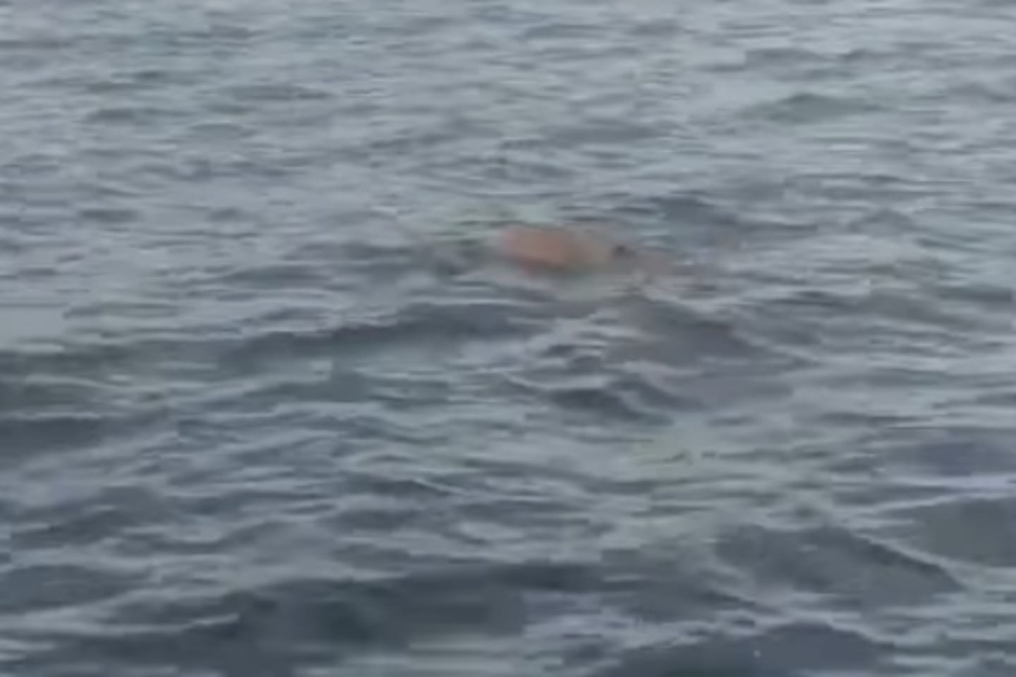 Criança cai de barco e morre afogada no Pará