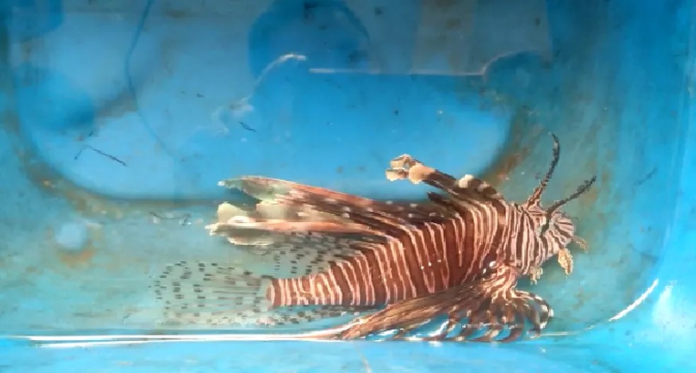 Pescadores recolhem mais de 20 peixes-leão em um dia