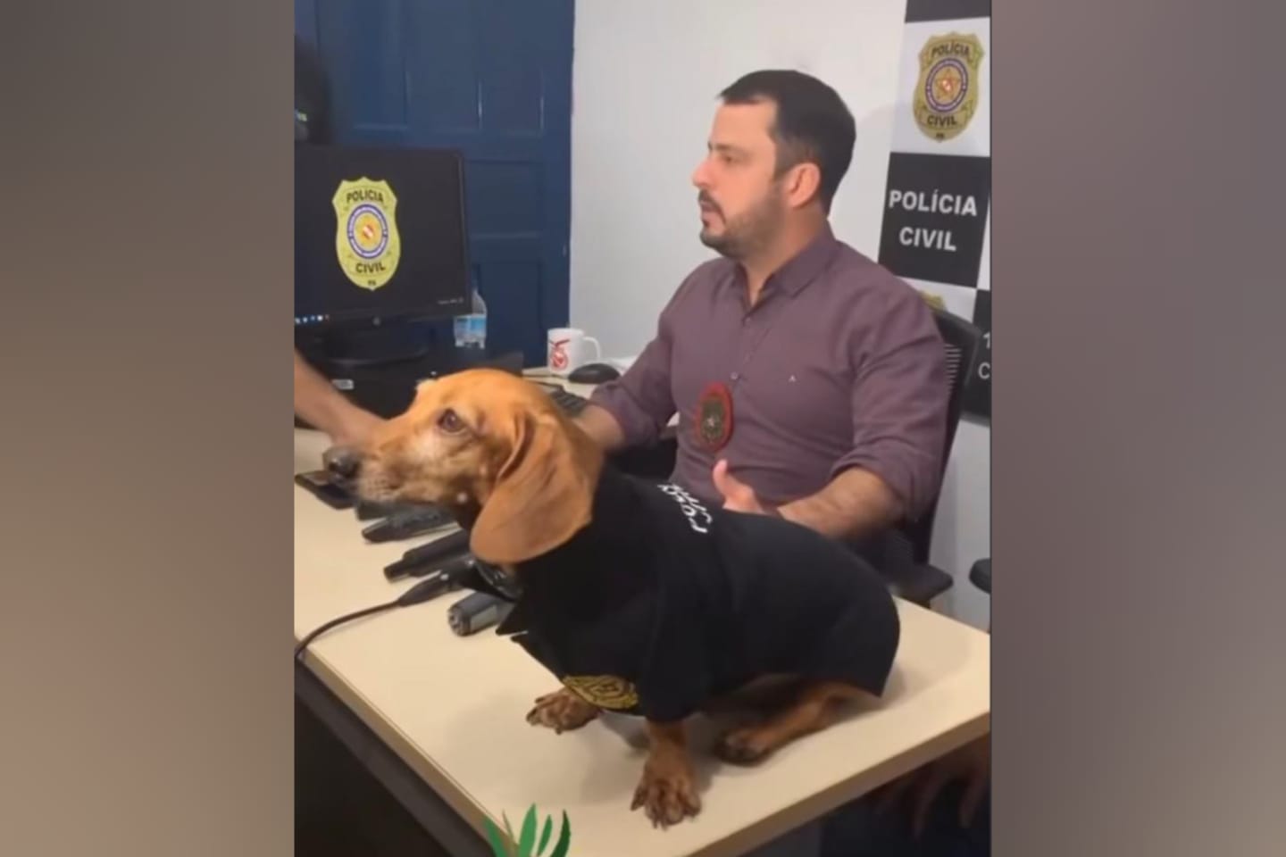 Campanha Abril Laranja alerta para maus-tratos contra animais em Marabá