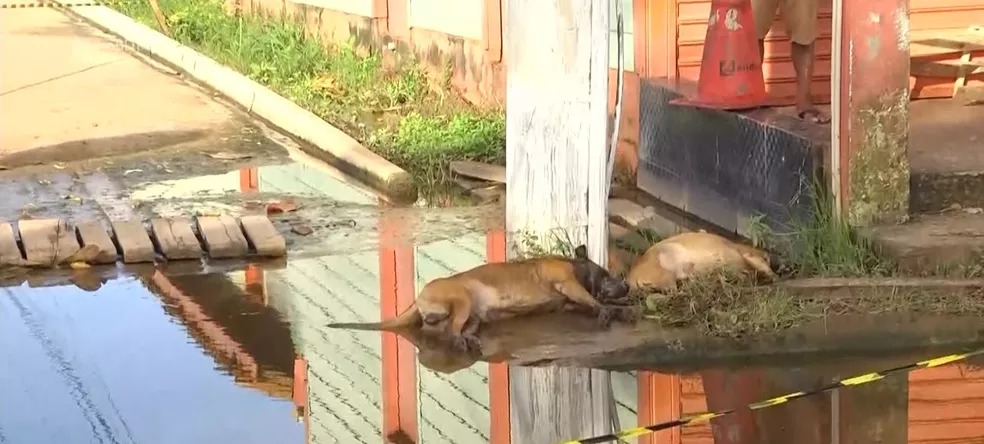 Dois cães morrem eletrocutados após encostar em poste no oeste do Pará