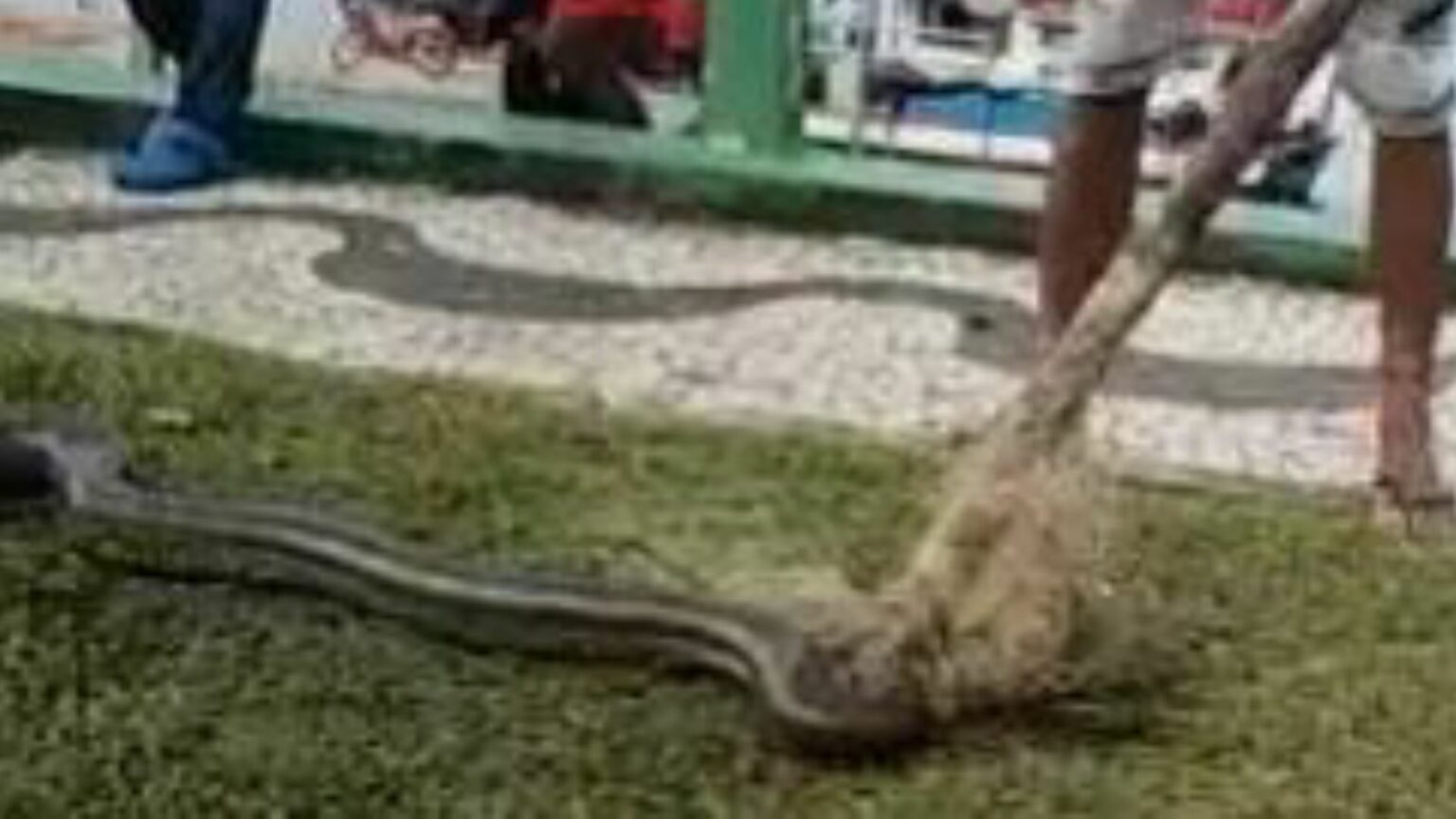 Cobra de três metros é capturada com rede de pesca no Pará