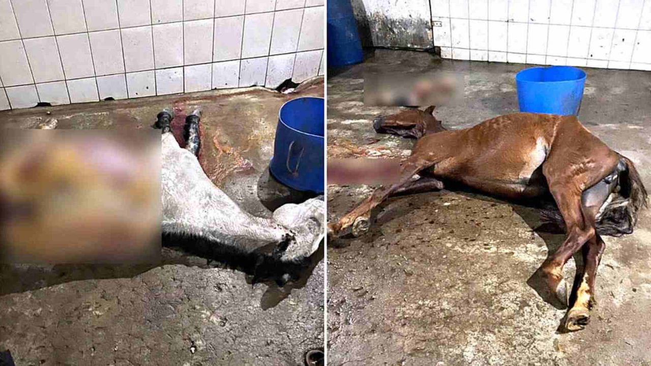 Polícia fecha frigorífico que vendia carne de cavalo como se fosse de boi em Minas Gerais