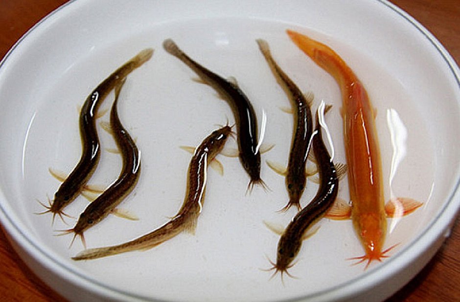 ‘Candiru’: Peixe que penetra orifícios humanos causa pânico em banhistas de rios da Amazônia