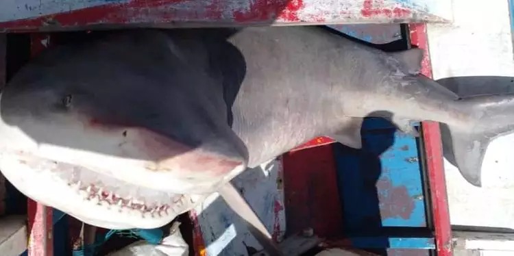 VÍDEO: Pescadores encontram tubarão em praia de São João de Pirabas, no Pará