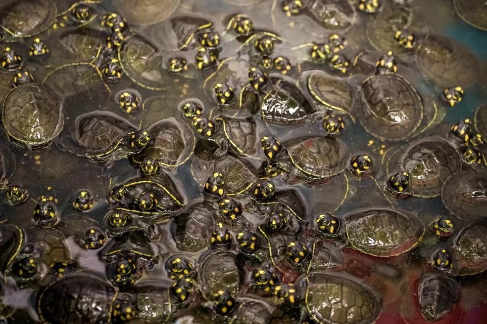 Mais de 500 filhotes de quelônios são soltos em Área de Proteção Ambiental no Pará