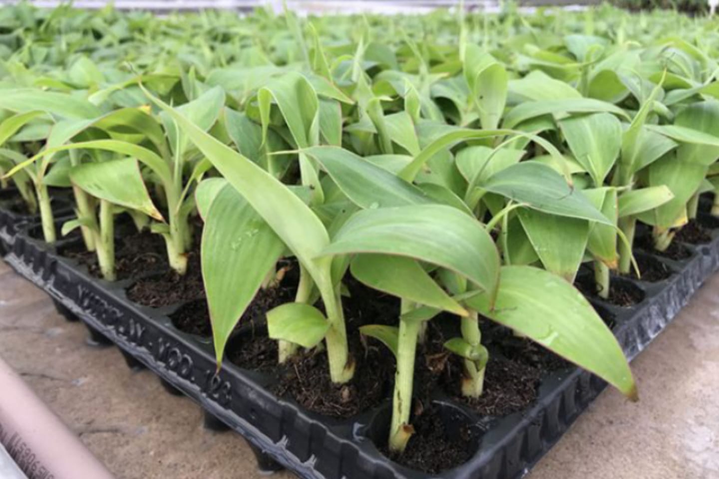 Prefeitura de Canaã dos Carajás abre cadastro para doação de mudas de banana