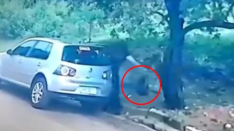 VÍDEO: Mulher é flagrada abandonando gato em saco de lixo no Pará
