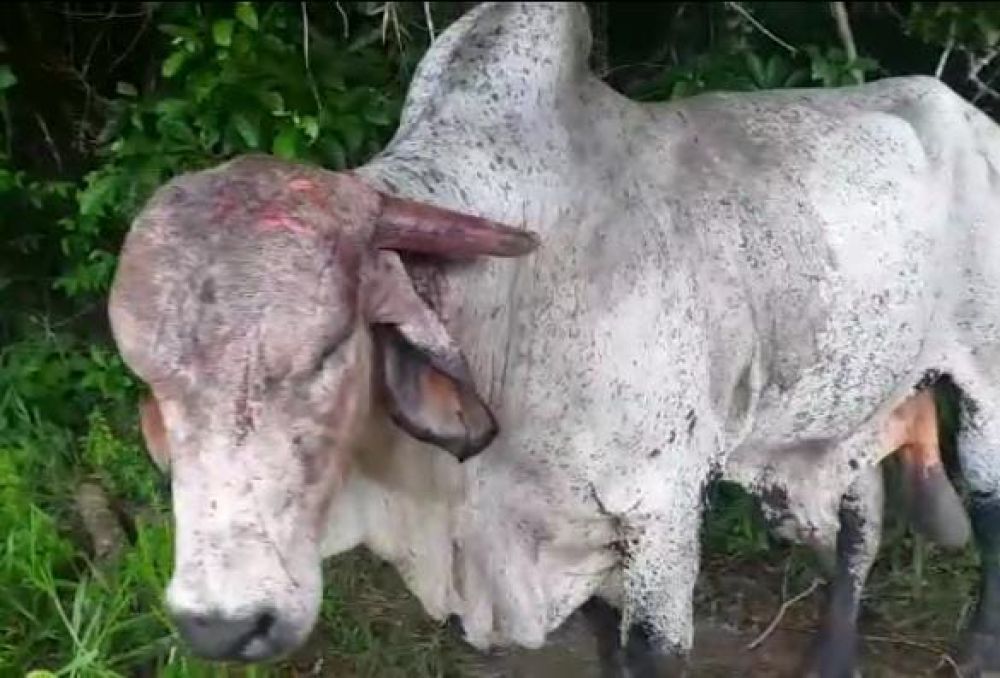 Boi é atacado por onça no Pará; veja vídeo