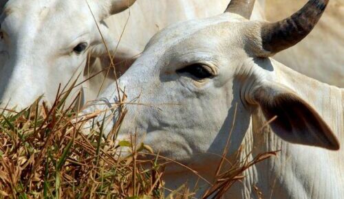 Pecuaristas dizem que “mal da vaca louca” é manobra para baixar preços do gado no Brasil