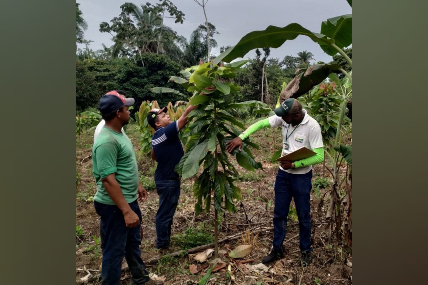 Região do Rio Preto: produtores de cacau recebem kits de irrigação e capacitação