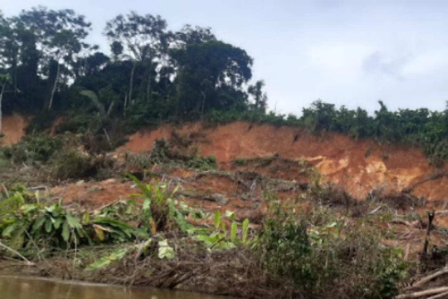 Deslizamento de terra arrasta 800 pés de cacau no sudoeste do Pará