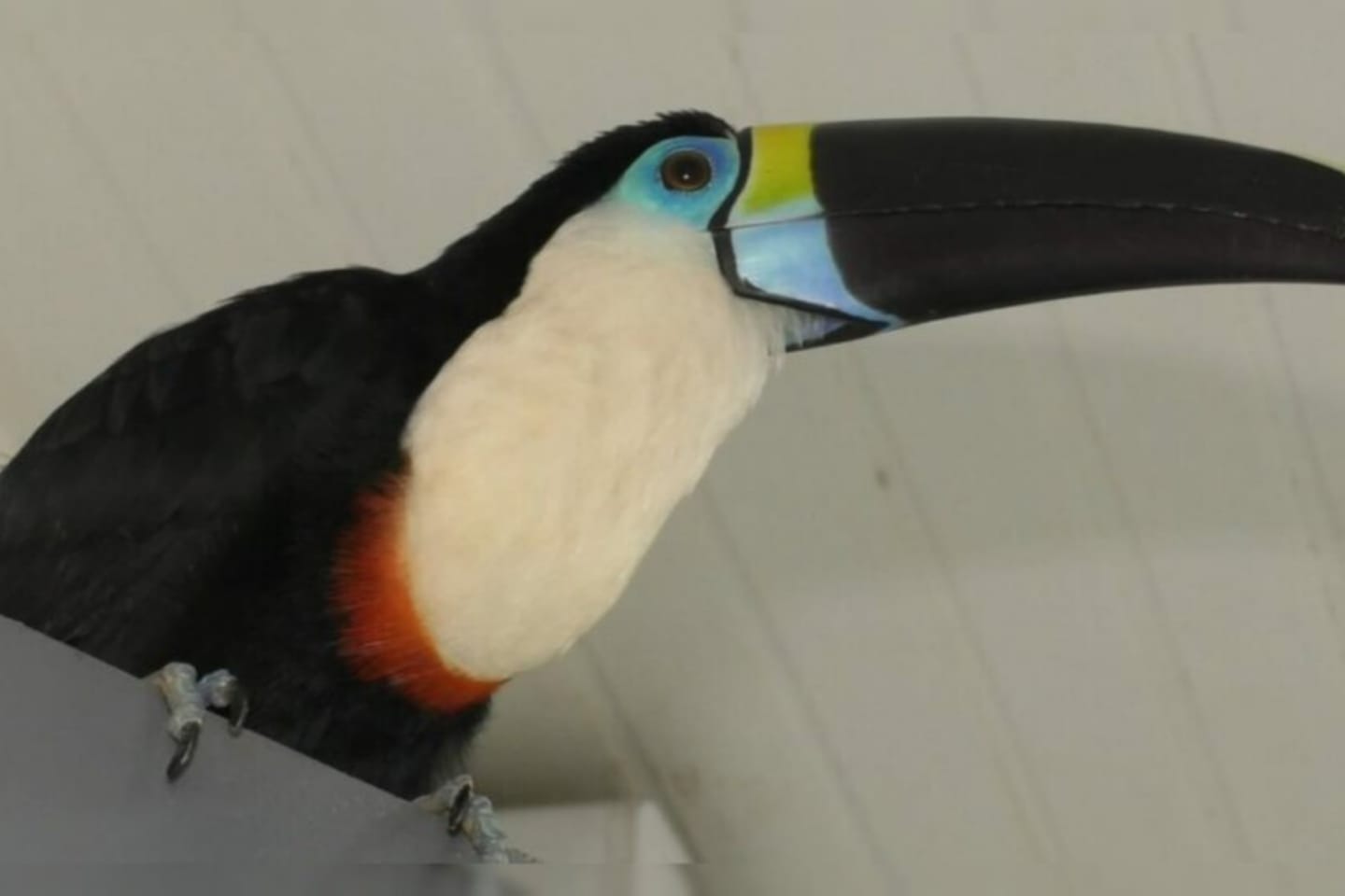 Tucano da espécie Papo Branco é resgatado pelos Bombeiros no Pará