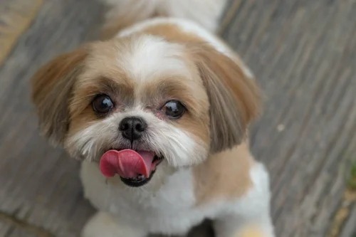 Pai é preso por matar cãozinho shih-tzu da filha a pauladas