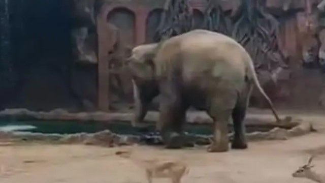 Elefanta salva antílope que se afogava em zoológico; veja vídeo