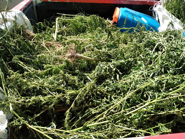 PM localiza e destrói 1,5 mil pés de maconha no Pará