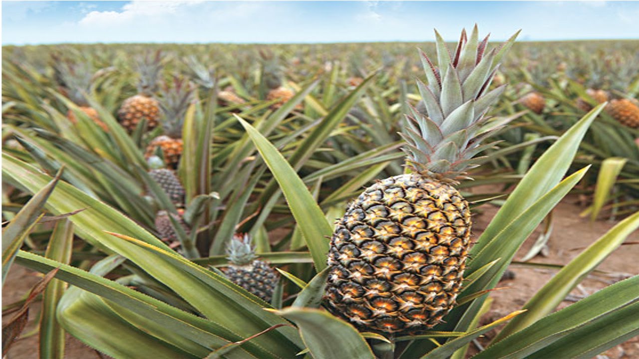 Pará investe em ações de beneficiamento da produção de abacaxi