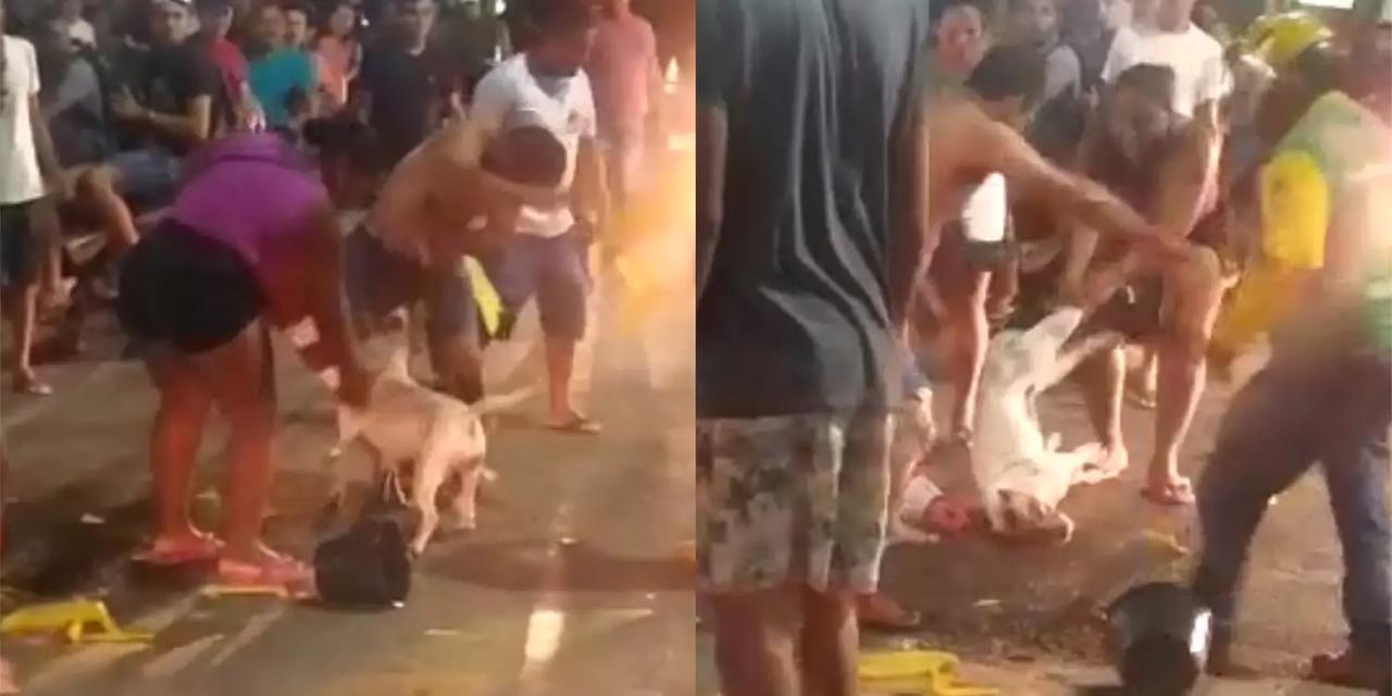Polícia procura homem que agrediu cadela pitbull no Pará