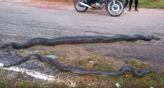 VÍDEO: Sucuris saem de bueiro e são mortas por moradores no nordeste do Pará