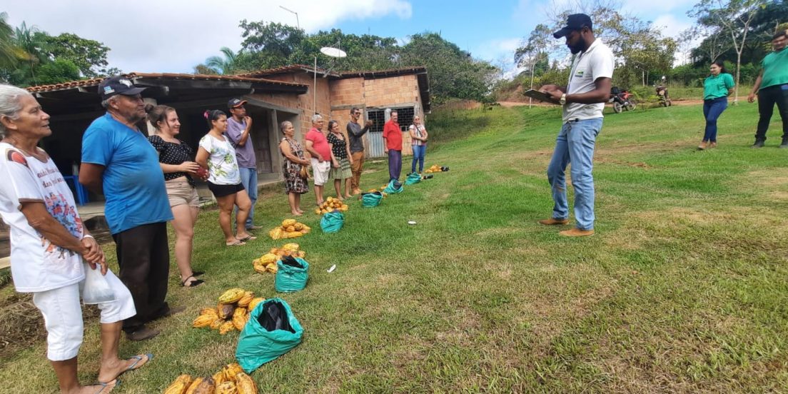 Marabá distribui 192 mil sementes de cacau a produtores rurais