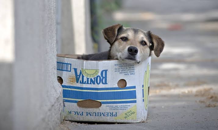 Prefeito incentiva população a não dar abrigo e alimento a cães de rua