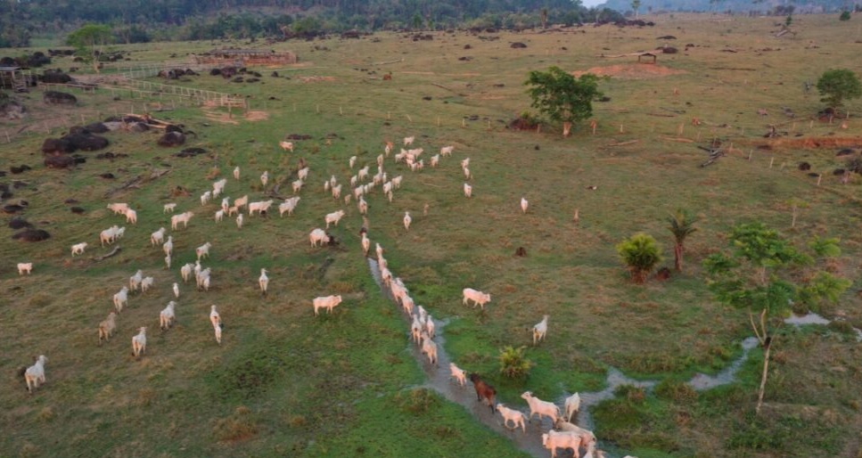 Ministério Público identifica invasores e donos de gado em terra indígena no oeste do Pará