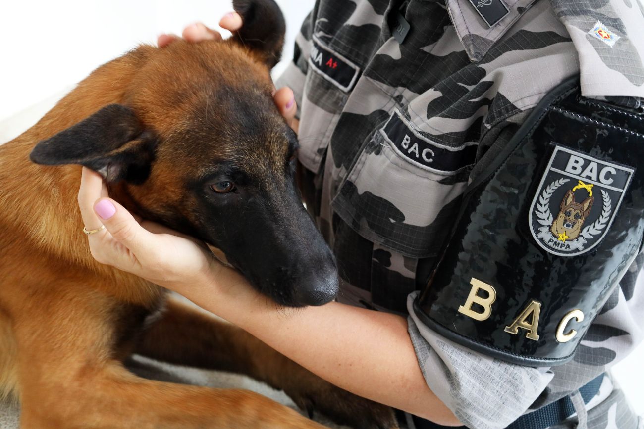 Lei estadual obriga condomínios a denunciar maus-tratos a animais no Pará