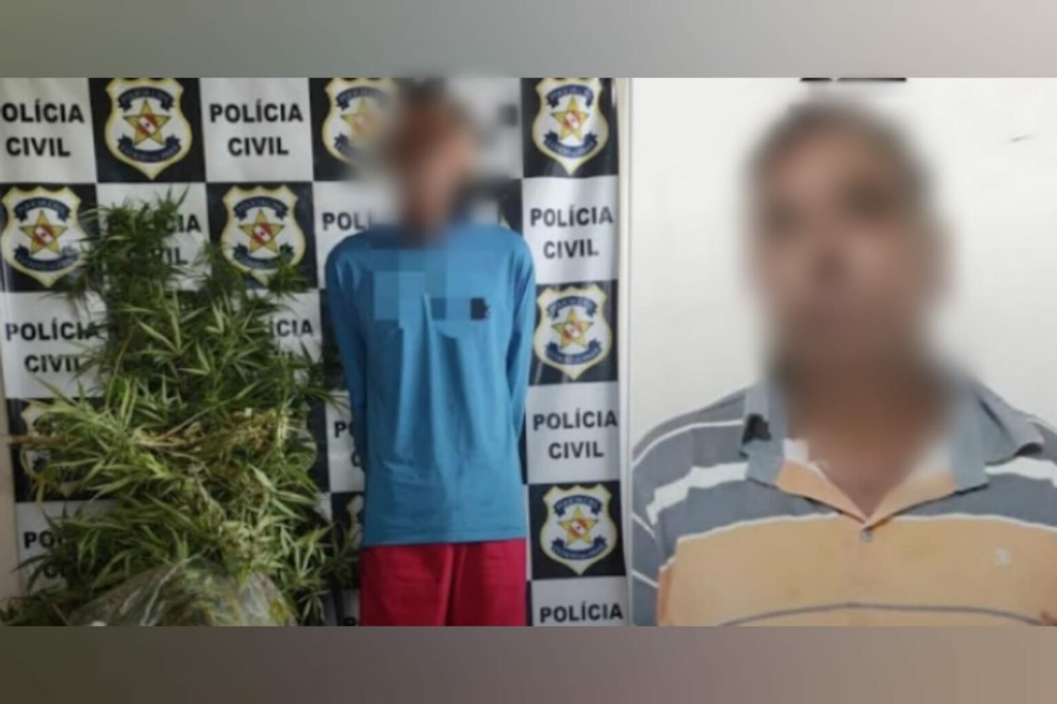 Vendedor entrega fornecedor e PM descobre plantação de maconha no Pará