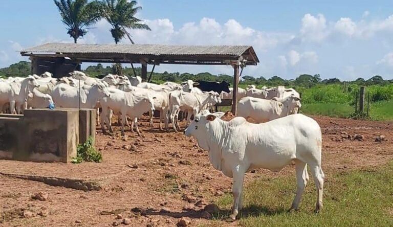 Adepará promove Dia ‘B’ contra a Brucelose no Pará