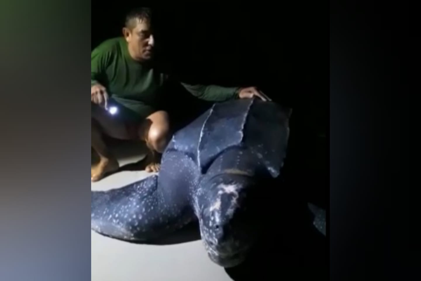 Banhistas flagram uma das maiores espécies de tartaruga do mundo no Pará