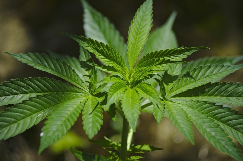 STJ libera cultivo de maconha com fins medicinais
