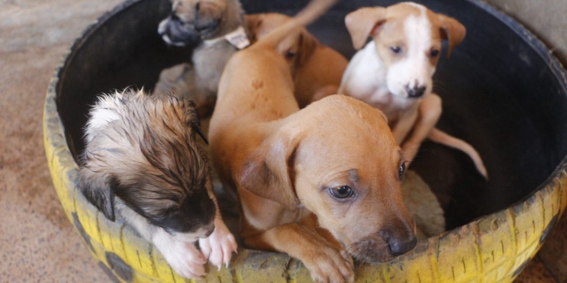 Feira de adoção busca lar para cães e gatos em Marabá