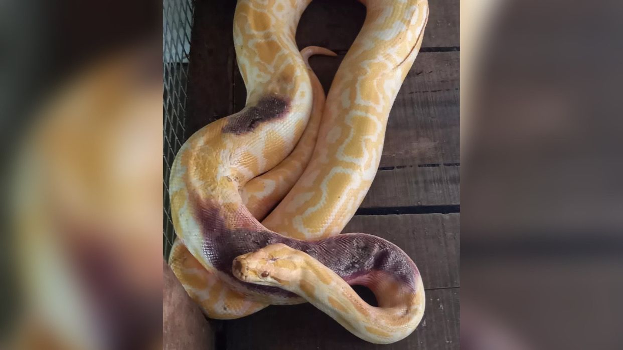 Píton é abandonada em sacola no Parque Zoobotânico de Marabá