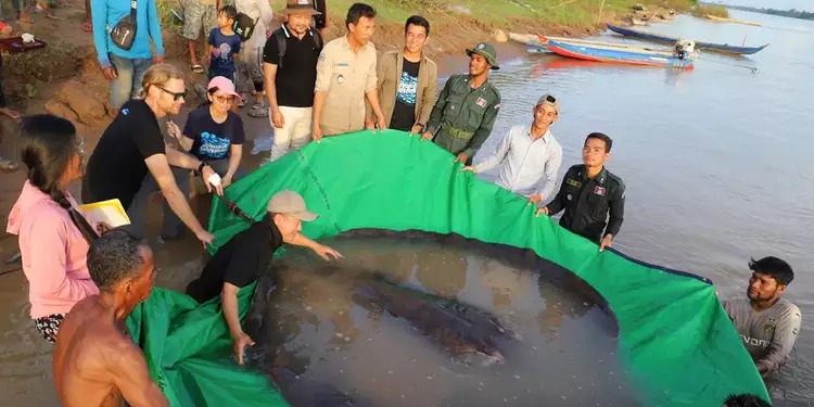 Arraia de quase 300 kg é capturada e bate recorde mundial