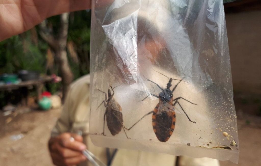 Sespa confirma cinco casos de doença de chagas em família no interior do Pará