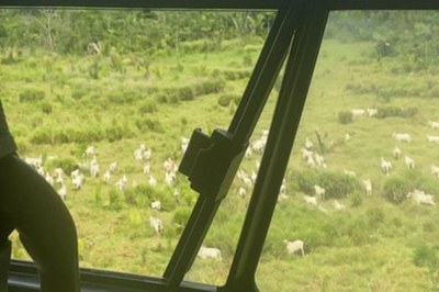 MPF identifica invasores de terra indígena no interior do Pará