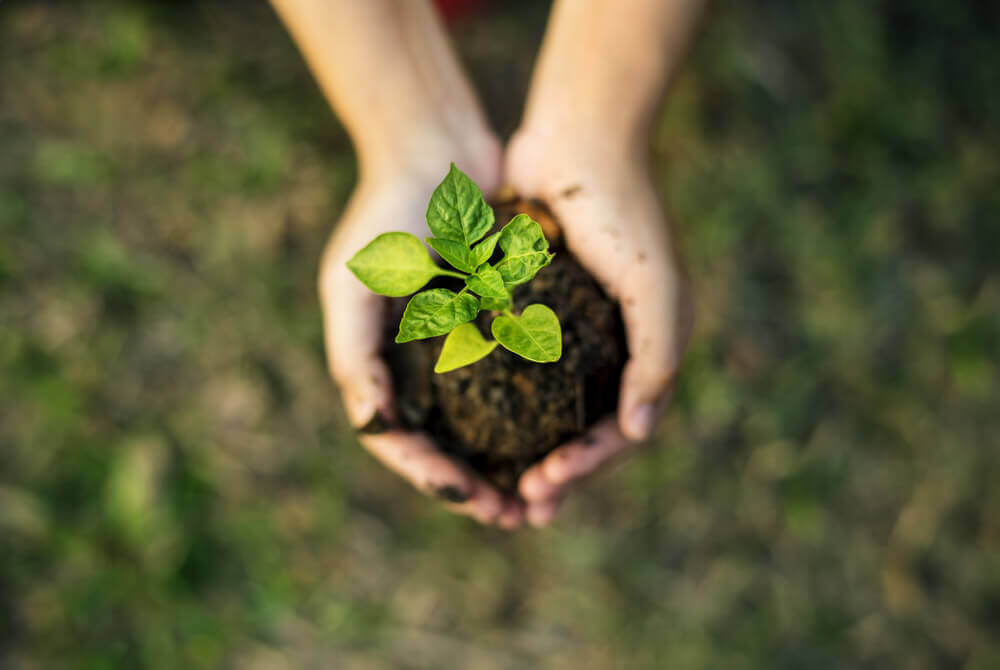 Ministério do Meio Ambiente abre inscrições para cursos sobre sustentabilidade
