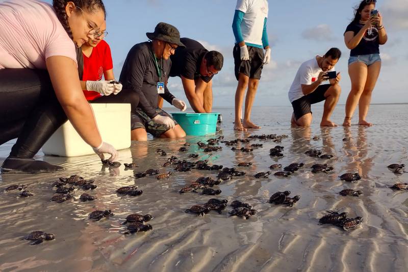 Filhotes de tartarugas marinhas são soltos em unidade de conservação no Pará