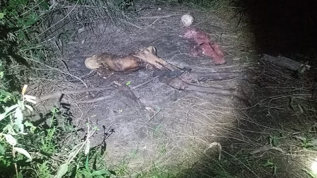 Ossada humana é encontrada em área de mata no interior do Pará