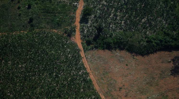 Pará tem 5 entre os 10 municípios que mais desmataram na Amazônia Legal em junho