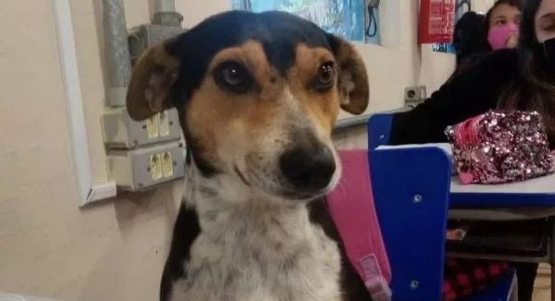 Cão em sala de aula viraliza nas redes: “não se atrasa nem falta aula”