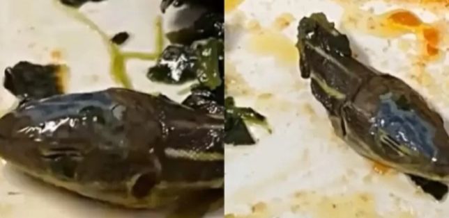 VÍDEO: Comissário de bordo encontra cabeça de cobra em comida de avião