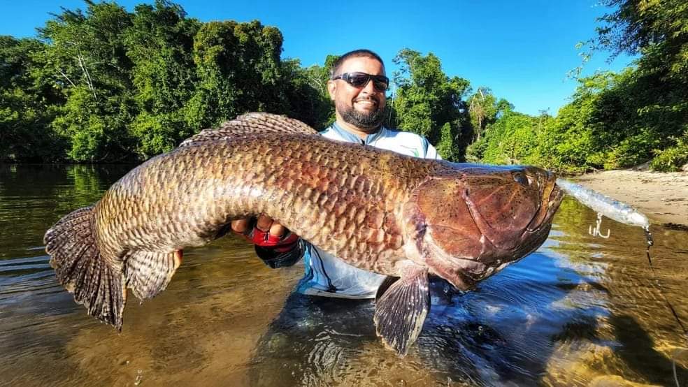 Pescador bate recorde após fisgar maior trairão do mundo no Pará