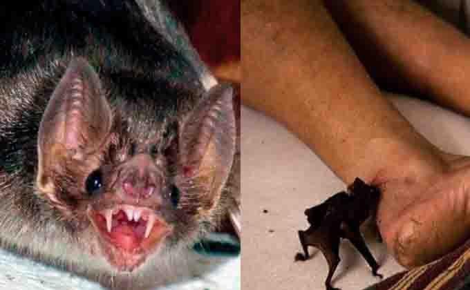 “Morcego-vampiro” morde 9 pessoas no interior do Pará