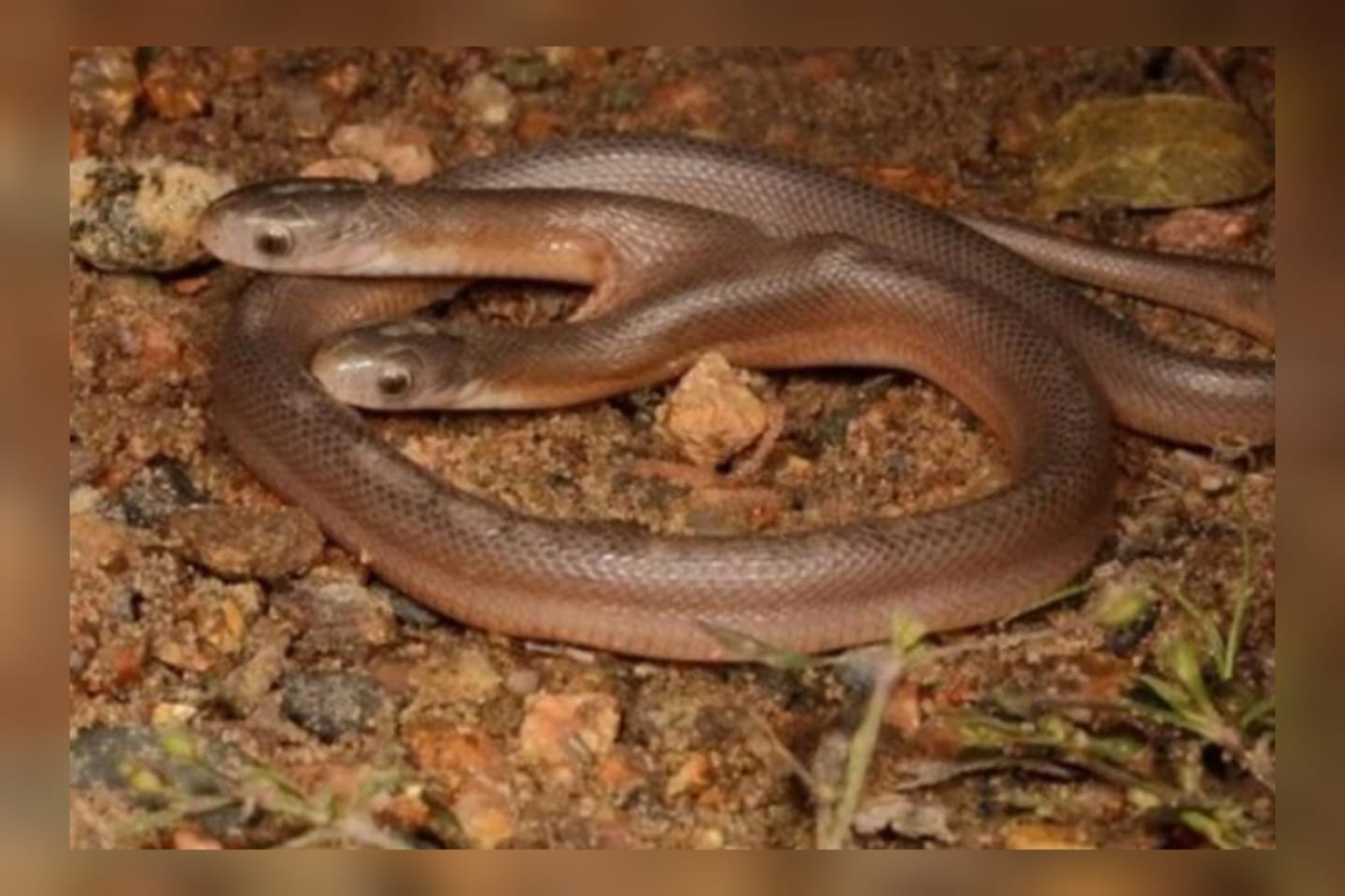 Homem resgata cobra rara de duas cabeças